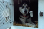 Gannon Going For a Ride in the Dog Boxes